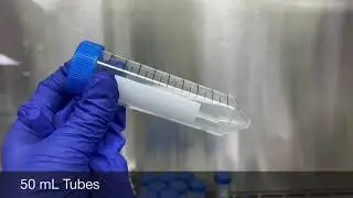 In vitro inoculation of peanuts with Aspergillus flavus, by Brianna Cheek