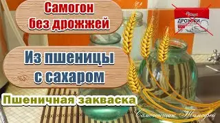 Самогон без дрожжей 🥃 Самогон из пшеницы с сахаром 🥃 Пшеничная закваска