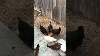 Our 6 Hens Episode 1 - Adoption