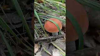 подосиновики