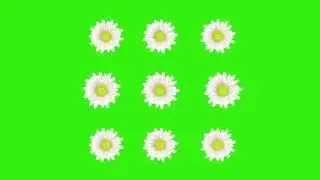 flower animation in free greenscreen hd
