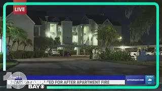 2 cats are unaccounted for after Tampa apartment fire