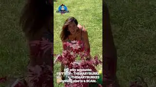 Full Video Planting a new Japanese Maple 