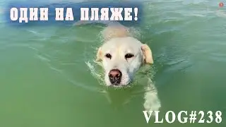 ВЛОГ№238 Один в заповеднике! ДИКАРИ  И КРИВЕТКИ