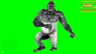 Green Screen Gorilla Video | Gorilla green screen | green screen video