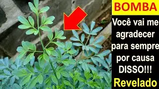 ESSA PLANTA VAI TIRAR TODA URUCUBACA DA TUA VIDA!!! (VEJA ISSO AGORA)