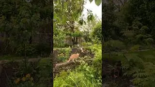 Жизнь кошачья!