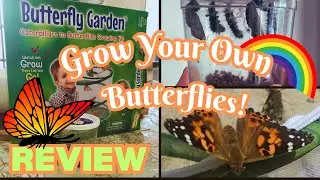 You Can Grow Your Own Butterflies! Homeschool Resource Review 🦋💕