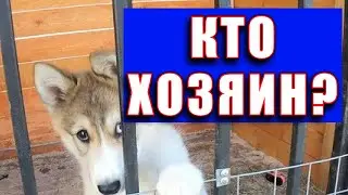 Тайное на канале лайки соловьева ю в  становится явным. Правда о Чезе.
