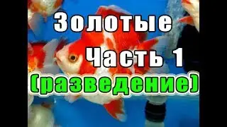 Золотые рыбки. Часть 1 (разведение)