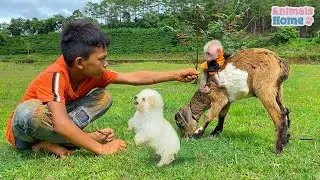 Poodle protects monkey BiBi from strangers