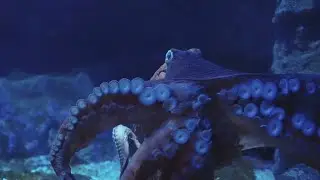 The Mysterious World Of The Octopus: A Deep Dive! 🐙#Wildlife #Animals #Nature