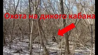 Охота на дикого кабана с подхода. Разделка