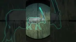 diamond gemsbok!