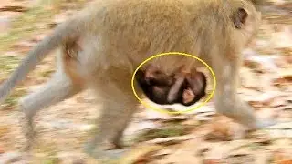 So pity poor baby monkey Duke, tiny newborn Duke scares much while mom walking fast