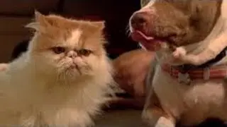 Котэ vs собакен! Видео про животных 2013!