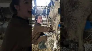 Becoming a Japanese Dairy Farmer