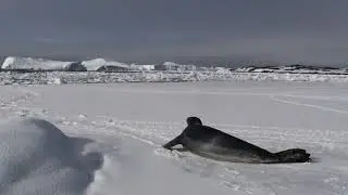 Леопард, первая встреча