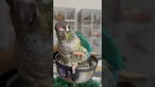 Happy Parrot Dancing 