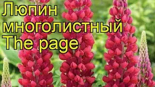 Люпин многолистный Зе Пейдж. Краткий обзор, описание lupinus polyphyllus russell hybrids The page