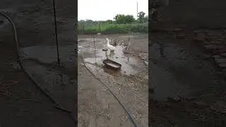 гусята после дождя
