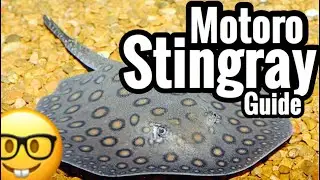 Motoro Stingray Care Guide