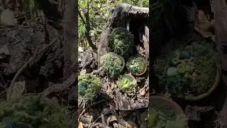 What is a Wildscape?