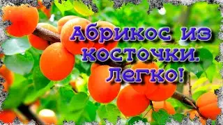 Абрикос из косточки. Как прорастить без хлопот.