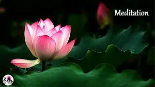 🌷Lotus Flower music for Meditation, yoga music, calm music, Relax music, Study music, wake-up music🎼