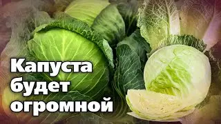 Подкормки капусты в августе. Огромные кочаны, которые долго хранятся