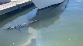 Tourist Captures Shark Biting Alligators Foot in South Carolina