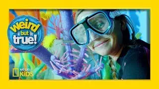 5 Awesome Crafts From “Weird But True!” | Weirdest, Bestest, Truest