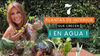 7 PLANTAS DE INTERIOR QUE CRECEN EN AGUA/ LUZ BLANCHET