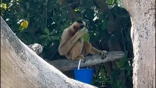 Cute little monkey eating lunch from a bucket - Monito lindo comiendo almuerzo