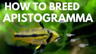 How to Breed Apistogramma Dwarf Cichlids Easily