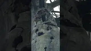 Борть в старой сосне