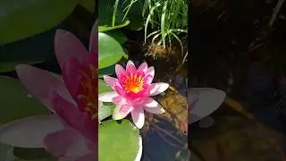 8.08.24 г заыцвела нимфея "Аттракцион" #shortvideo #нимфеи #flowergarden #пруд #дача #лето