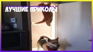 ТЕСТ НА ПСИХИКУ ПРИКОЛЫ. Попробуй не засмеяться. РАССМЕЯЛСЯ - ПОДПИШИСЬ!