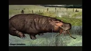 Hippo Eats Jaguar Vore