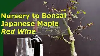 From nursery to bonsai: Red Wine Japanese Maple