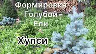 ЕЛЬ ХУПСИ. ФОРМИРОВКА. Глаука Глобоза.