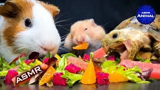 Hamster - Turtle - Guinea Pig ✨ ASMR Mukbang Eating Food