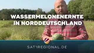 Wassermelonen-Ernte in Schleswig-Holstein gestartet