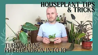 Turning One Philodendron Into 10+ | Houseplant Tips & Tricks Ep. 16