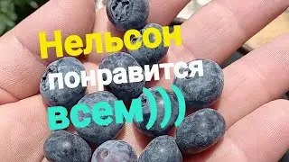 Голубика Нельсон понравится всем!!!