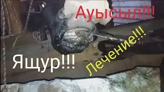Ящур емдеу!Ящур лечение!Аусылды емдеу!#ящур#аусыл#бесағаш#cow#cowvideos #bull