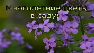 PERENNIAL PLANTS FOR GARDEN. I advise you to plant!