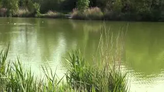 SWANBOROUGH FARM FISHERY, Nr LEWES, E. SUSSEX, ANGLERS MAIL TACTICAL BRIEFINGS