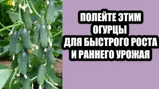 ПОЛЕЙТЕ ЭТИМ ОГУРЦЫ ДЛЯ БЫСТРОГО РОСТА И РАННЕГО УРОЖАЯ И ОТ БОЛЕЗНЕЙ!