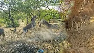 Donkey mating | donkey fight meeting #donkey #fight #meeting